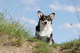CORGI PEMBROKE 361